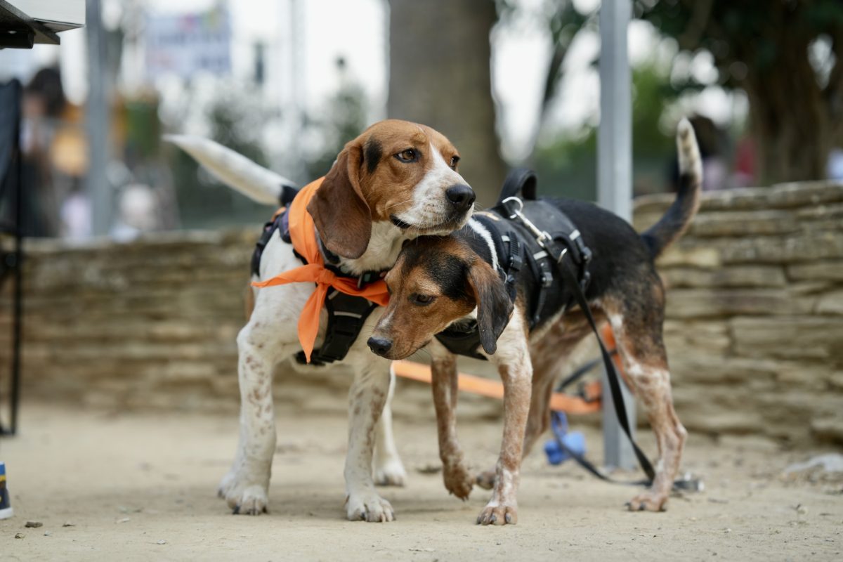 Pet and Family Fun Day «Μην με εγκαταλείπεις… μου λείπεις»