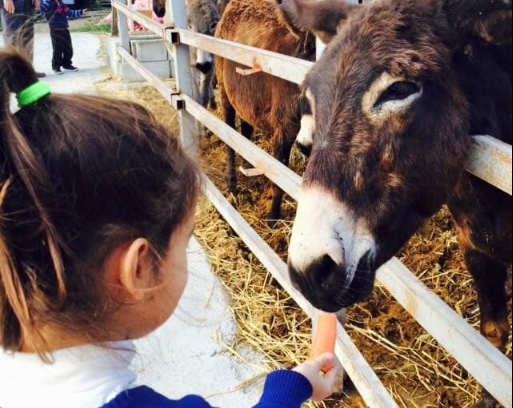 2ος Κυριακάτικος Μπουφές στη Golden Donkeys Farm – Μην το χάσετε